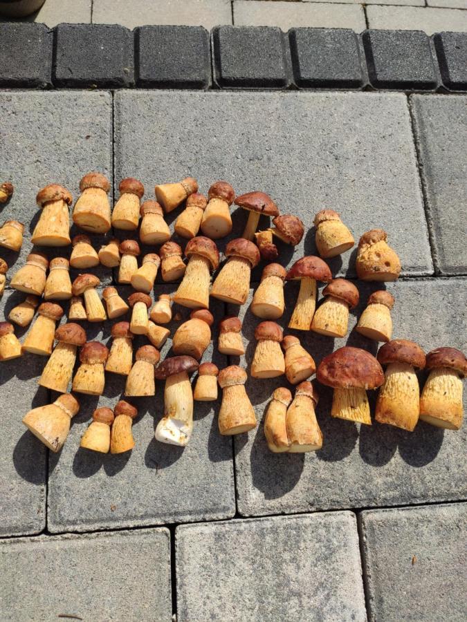 Kalinowa14 Villa Kopalino Dış mekan fotoğraf